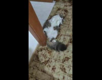 Grey cat laying on back wags tail 