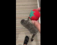 Soft toy dropped on cat belly jiggle