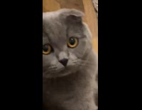 Collab DailyDoseOfInternet - Grey cat sit like human play bingo