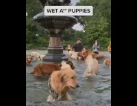 Golden retriever dogs water fountain park sunset