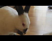 Black white bunny rabbit grooms cleans mouth