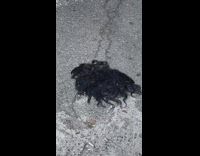 Black wig on street 