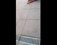 Woman plays with dogs throws orange toy