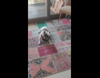 Dog wear vest scratch back on carpet