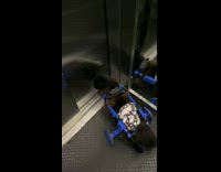 Cat on Wheel Stretcher Crawls out Elevator