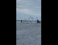woman beach pictures seagulls swarm
