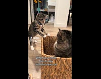 Kitten gets hit by mean cat 