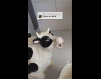 Cow milk dispenser into white orange cup