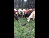 Collab BitchMP - Group of cows in a crowd looking at small bird laying