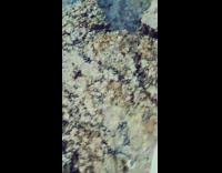 Squid with large head and small tentacles