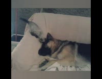 Kitten cat german shepherd dog play couch