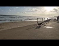 Dog carrying huge branch at beach
