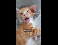 Cat on Bed Looks at Lady and Yawns