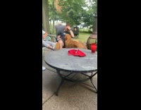 Golden retriever dog goes around comforting people 