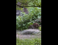 Woman keeps raccoon from turtle laying eggs
