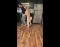 giant tan poodle hangs onto guy