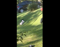 Dog on grass hill rolls over slides down 