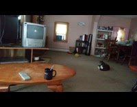 Gray cat plays fetch with green slinky toy with woman in living room