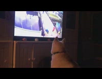 Pet dog watches Daily Dose of Internet at the television