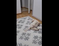 Dog growl lay down itch back on carpet