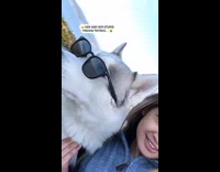 Woman takes selfie video with husky dog with sunglasses