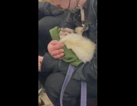 Guy cradling ferret and reading book on subway