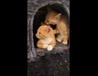 Collab PLC - Kitten Wakes Up after Sibling Licks its Ear