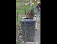 Raccoon looks for food inside park trash cans 