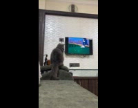 Collab PubityPets - Cat on arm rest watching tom and jerry 