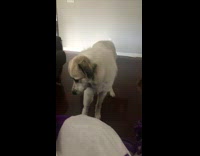 Collab BitchMP - White dog reacting to ham 