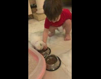 Baby boy plays with pets cat dog 