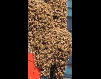 Bee swarm hive on parking sign post Part 1