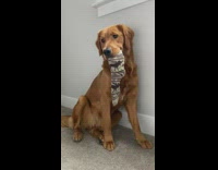 Dog with brown moose sock in mouth 