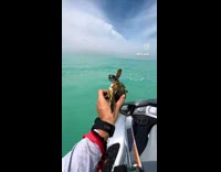 Guy rescues turtle covered in barnacles 