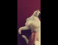 Guy pets meowing cat on red rug