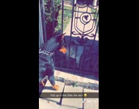 Collab Clips mpugc - Dog slides to gate to look at black dog