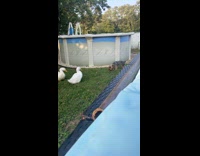 Ducks quacking laughing at dog