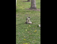 Hawk Tears Through and Eats Poor Pigeon