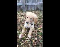 Golden retriever puppy blue collar dead leaves 