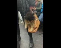 Pomeranian dog inside brown purse bag on subway train