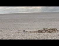 Young Crab Buries and Submerges Underneath Sand