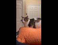 Cat on orange pillow watch daily dose