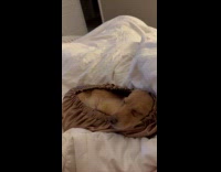 Dog asleep inside the bonnet on bed