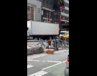 Bee swarm hive on the bike seat Part 3