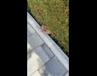 Dog inside of bush peaks head out and hides 