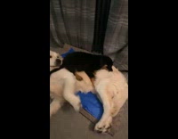 Dog jumps on sleeping dog