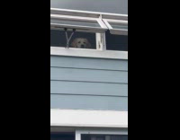 Dog staring at deer from window 