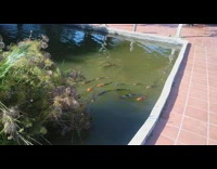 Koi fish swim in green pond water