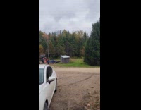 Large flock of starling birds  on trees