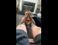 Dog carried by legs fall down